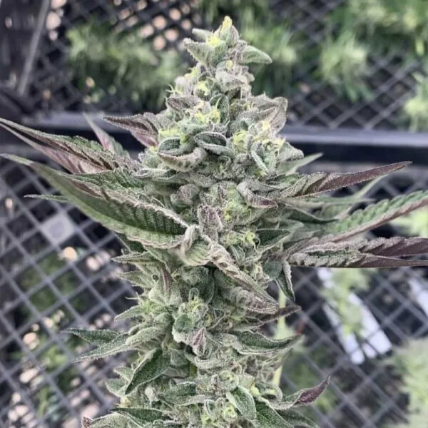 Ginger Mints  - Symbiotic Genetics