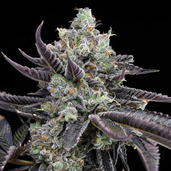 Tie Die Feminizada (3)- Cookies Seed Bank