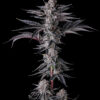 New Money Feminizada - Compound Genetics