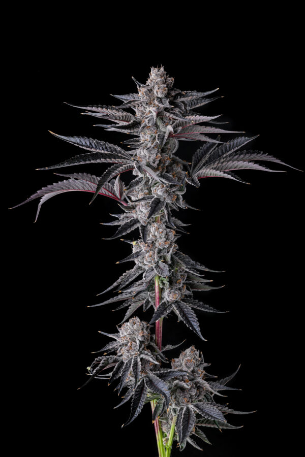 New Money Feminizada - Compound Genetics