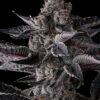 New Money Feminizada - Compound Genetics - Image 2