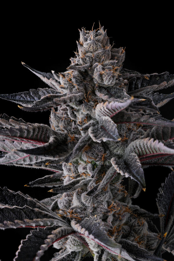 New Money Feminizada - Compound Genetics - Image 2