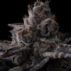 New Money Feminizada - Compound Genetics - Image 3