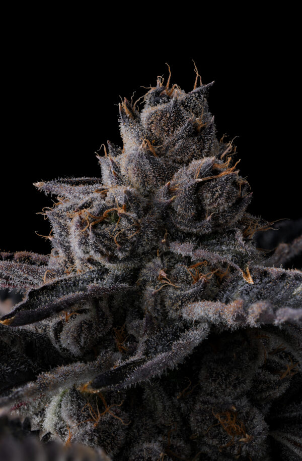 New Money Feminizada - Compound Genetics - Image 3