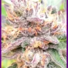 Jellyciouz – Zmoothiez - Imagem 2