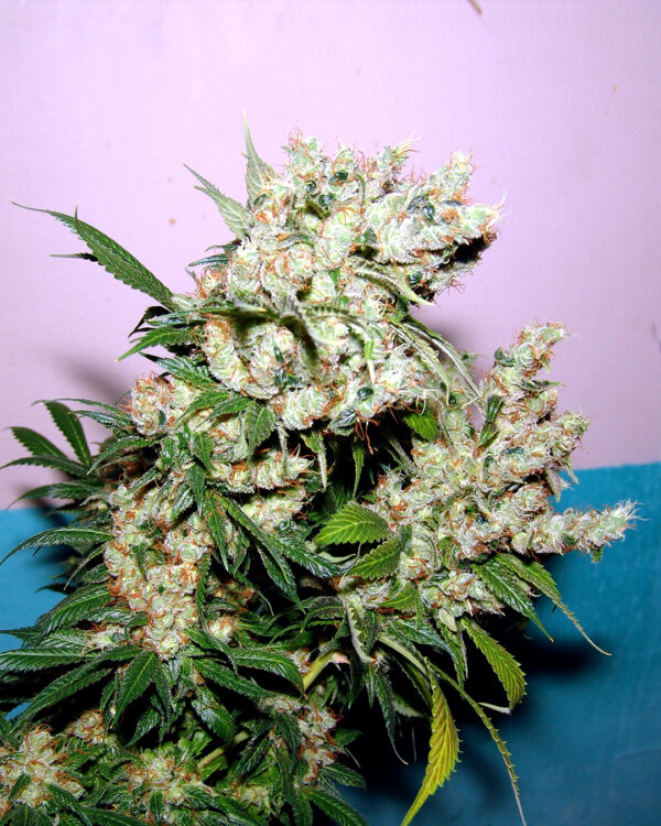 New York City Diesel – Soma's Seeds - Imagem 3
