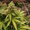 True OG – Soma's Seeds - Imagem 2