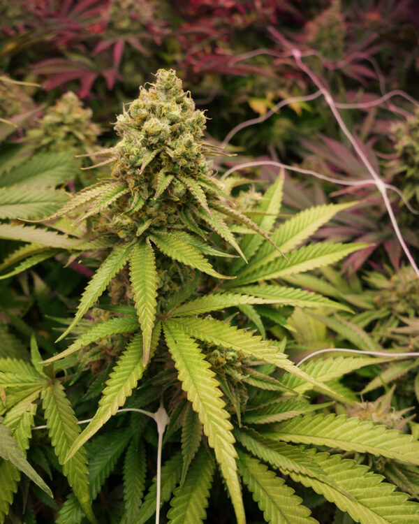 True OG – Soma's Seeds - Imagem 2