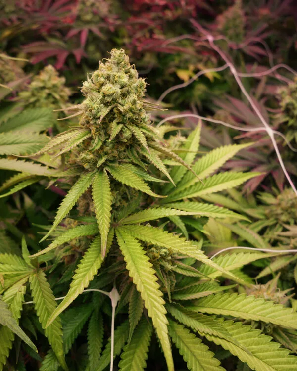 True OG – Soma's Seeds - Imagem 2