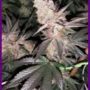 Tutti Candy – Zmoothiez - Imagem 2