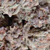 Amnesia Haze – Soma's Seeds - Imagem 2