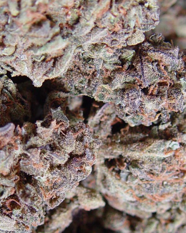 Amnesia Haze – Soma's Seeds - Imagem 2