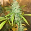 Amnesia Haze – Soma's Seeds - Imagem 3