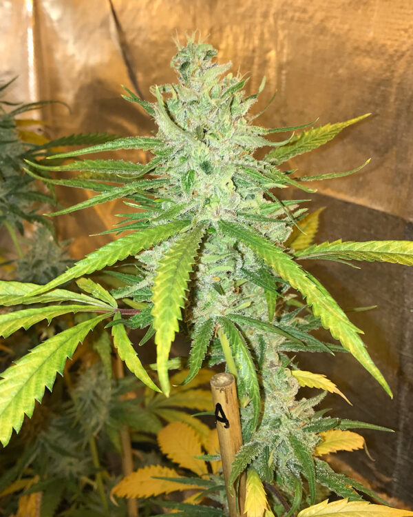 Amnesia Haze – Soma's Seeds - Imagem 3
