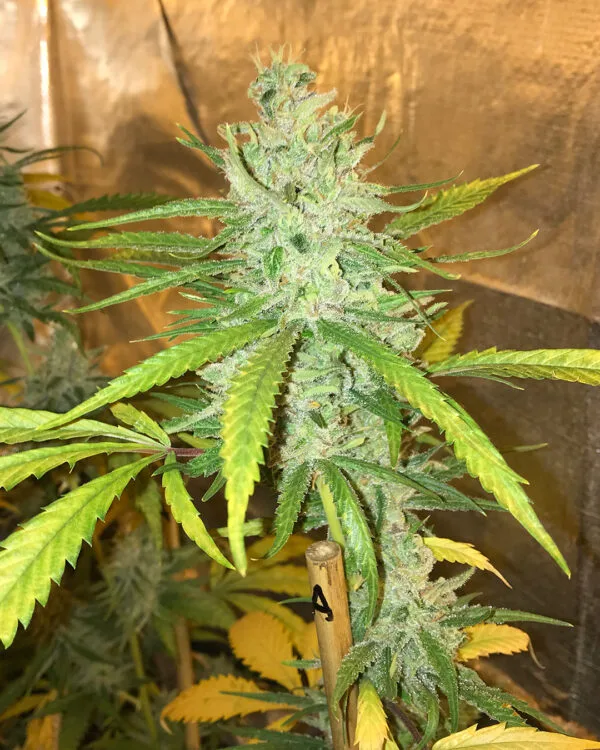 Amnesia Haze – Soma's Seeds - Imagem 3