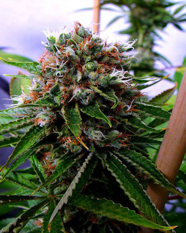 Buddha's Sister – Soma's Seeds - Imagem 3