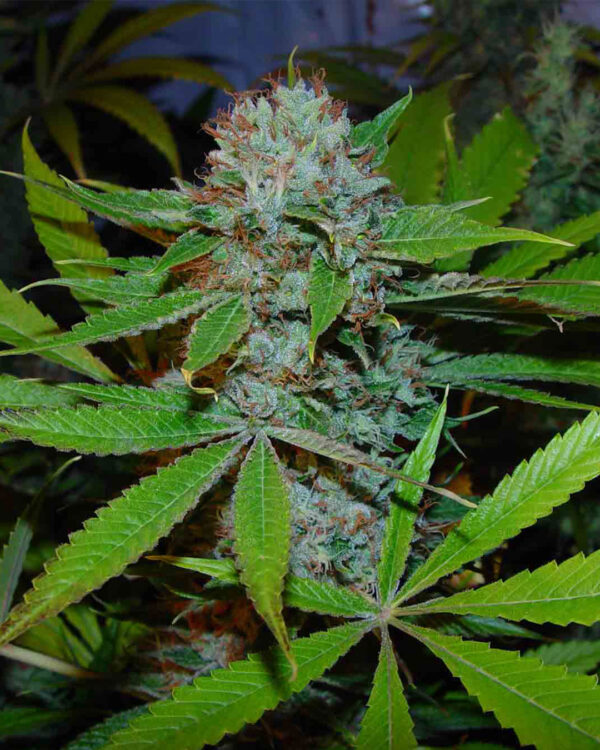Buddha's Sister – Soma's Seeds - Imagem 2