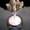 Lavender – Soma's Seeds - Imagem 3