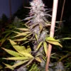 Lavender – Soma's Seeds - Imagem 2