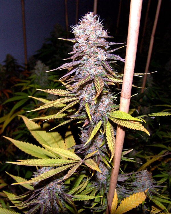 Lavender – Soma's Seeds - Imagem 2
