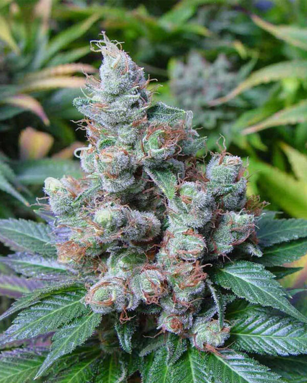New York City Diesel – Soma's Seeds - Imagem 2