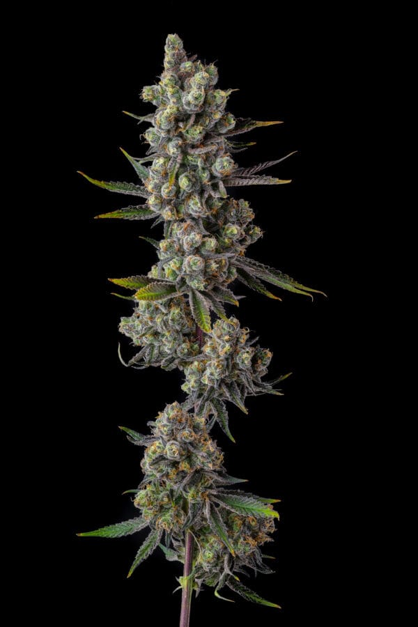 Cellar Stash Feminizada - Compound Genetics