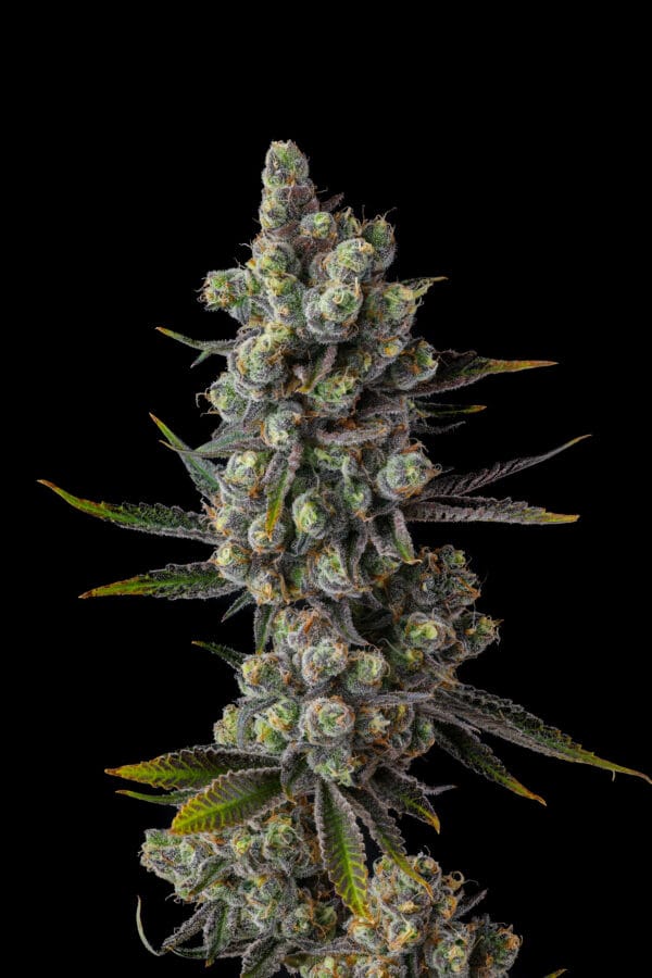 Cellar Stash Feminizada - Compound Genetics - Imagem 4