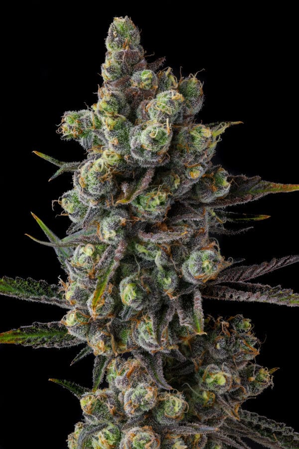 Cellar Stash Feminizada - Compound Genetics - Imagem 3