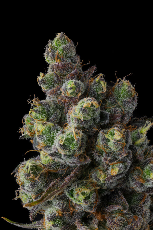 Cellar Stash Feminizada - Compound Genetics - Imagem 2