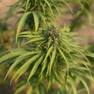 Sour Pineapple - East Fork Cultivars