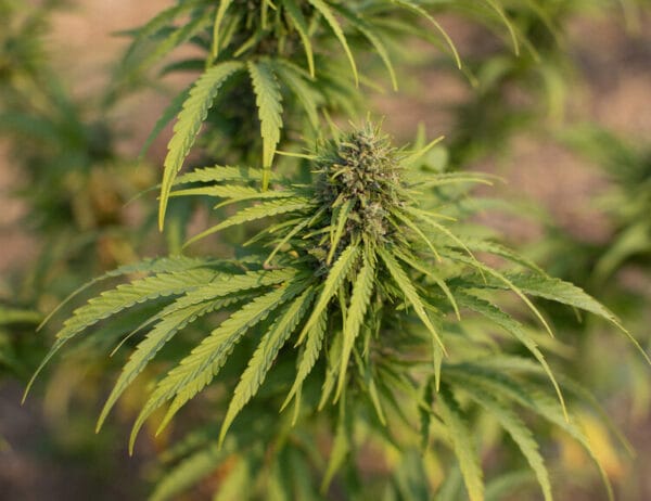 Sour Pineapple - East Fork Cultivars
