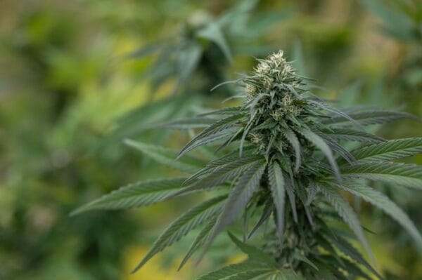 Pineapple Kush - East Fork Cultivars
