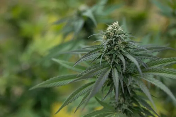 Pineapple Kush - East Fork Cultivars