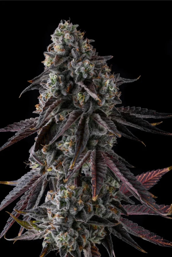 Fruit Riot Feminizada - Compound Genetics - Imagem 3