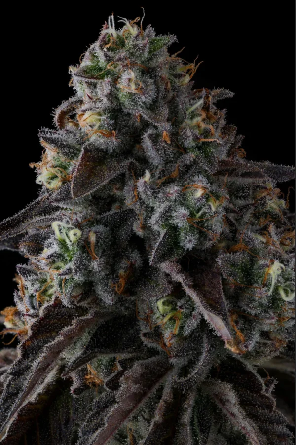 Fruit Riot Feminizada - Compound Genetics - Imagem 2