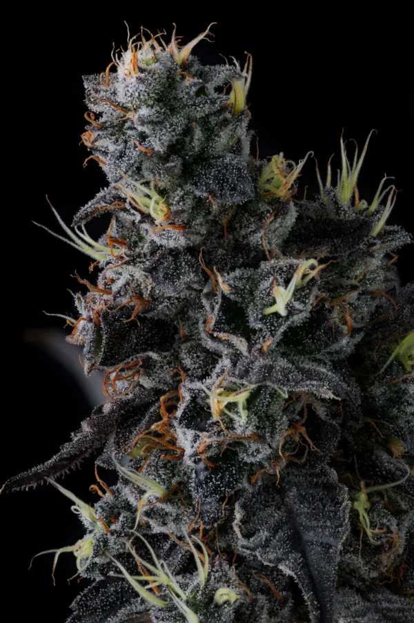Giggin' Grapes Feminizada - Compound Genetics - Imagem 2
