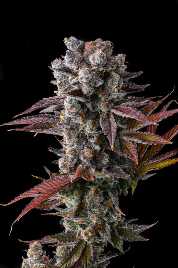 Hawaiian Sunkist Feminizada - Compound Genetics - Imagem 2