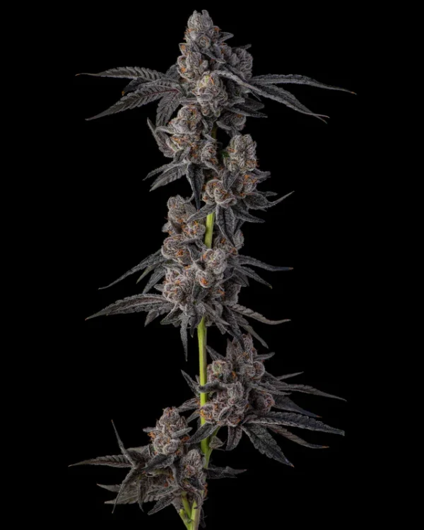Mellowz Feminizada - Compound Genetics - Imagem 2