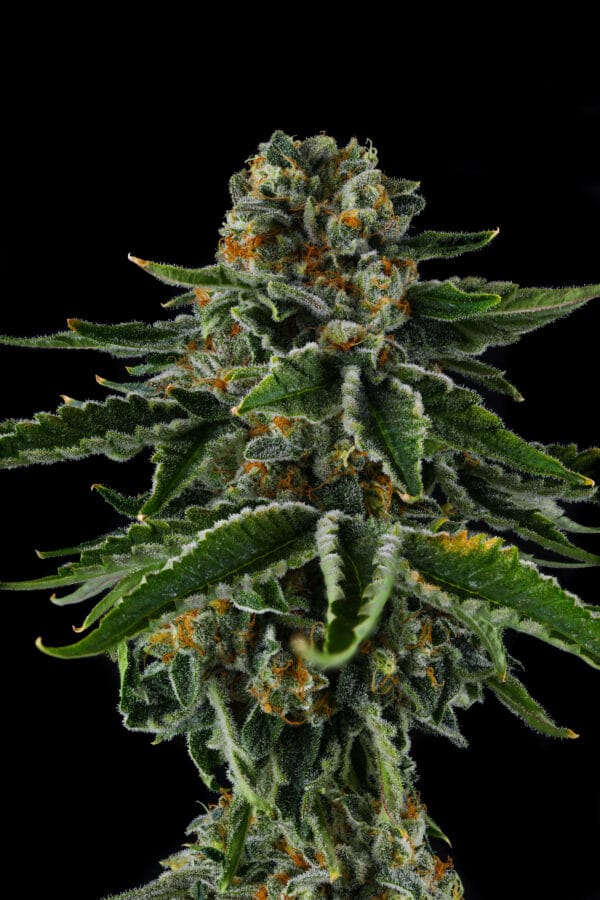 Mr. Jones Feminizada - Compound Genetics