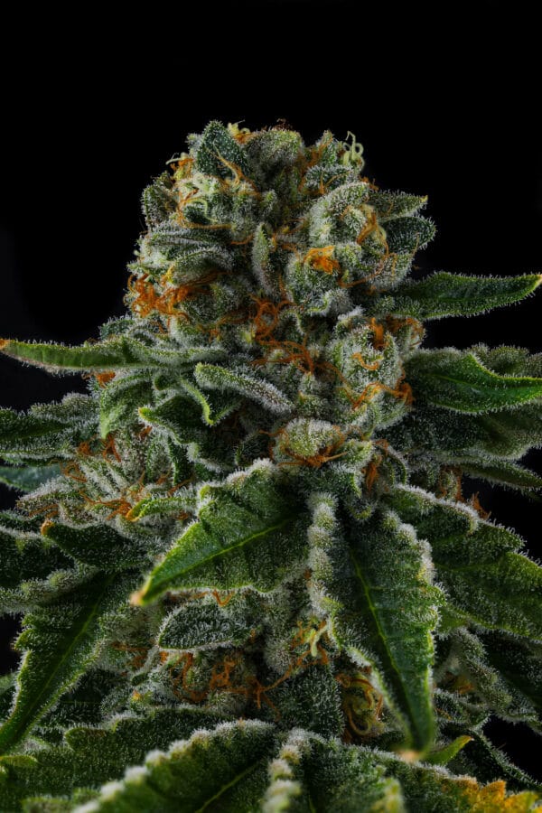 Mr. Jones Feminizada - Compound Genetics - Imagem 2
