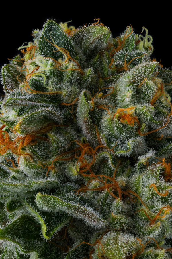 Mr. Jones Feminizada - Compound Genetics - Imagem 3