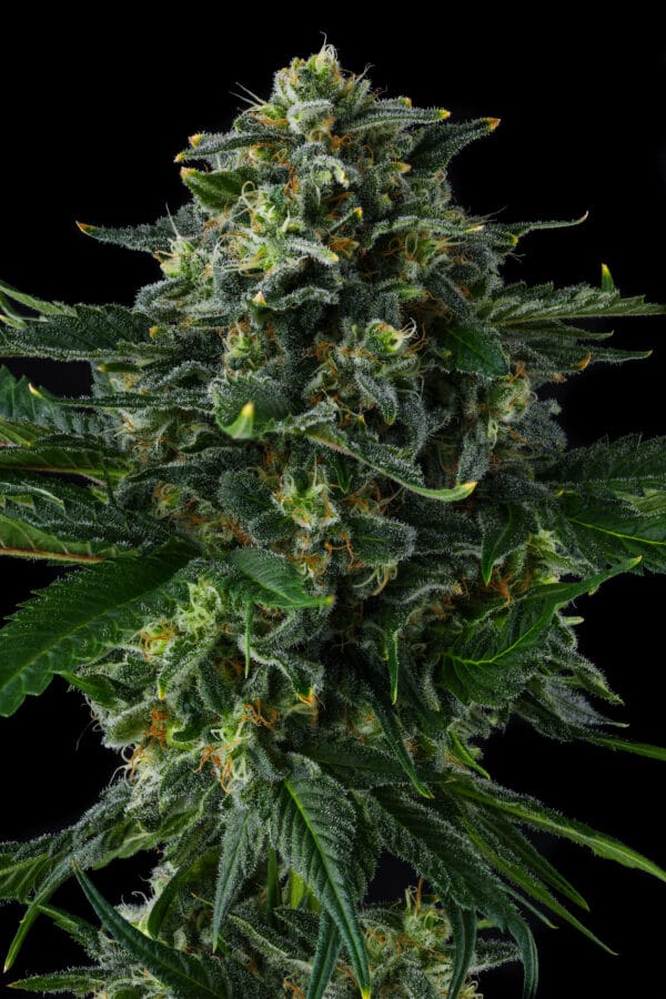 Philbo Baggins Feminizada - Compound Genetics