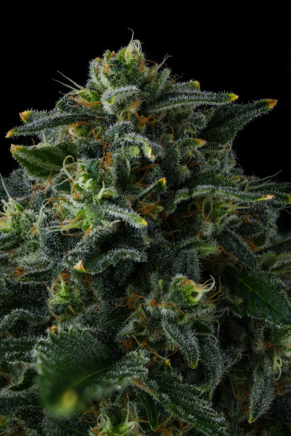 Philbo Baggins Feminizada - Compound Genetics - Imagem 2