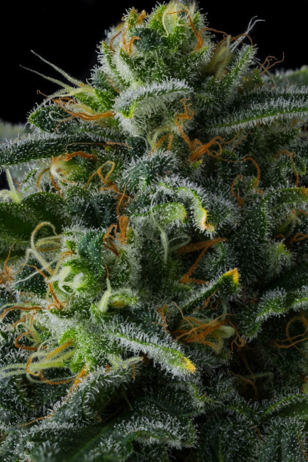 Philbo Baggins Feminizada - Compound Genetics - Imagem 3