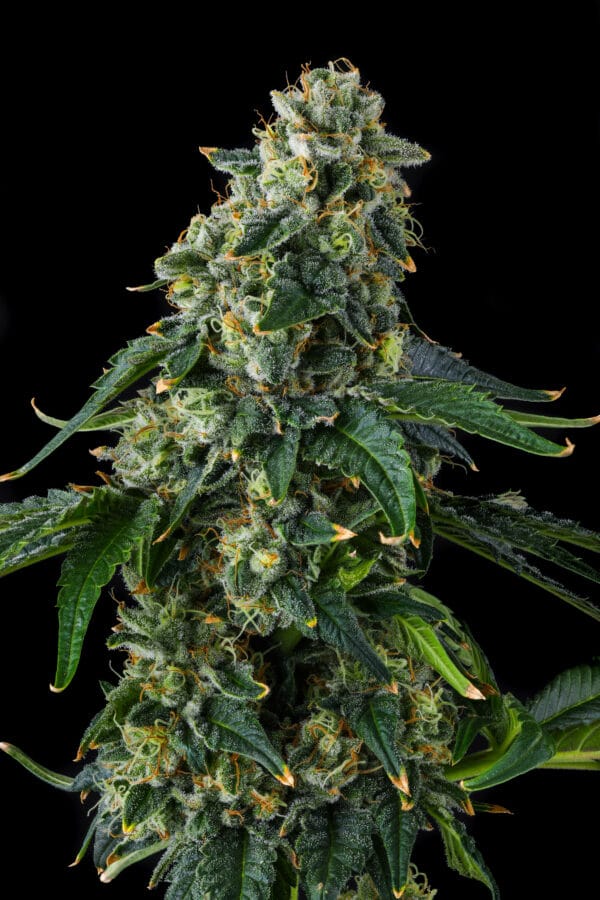 Presidential Pardon Feminizada - Compound Genetics