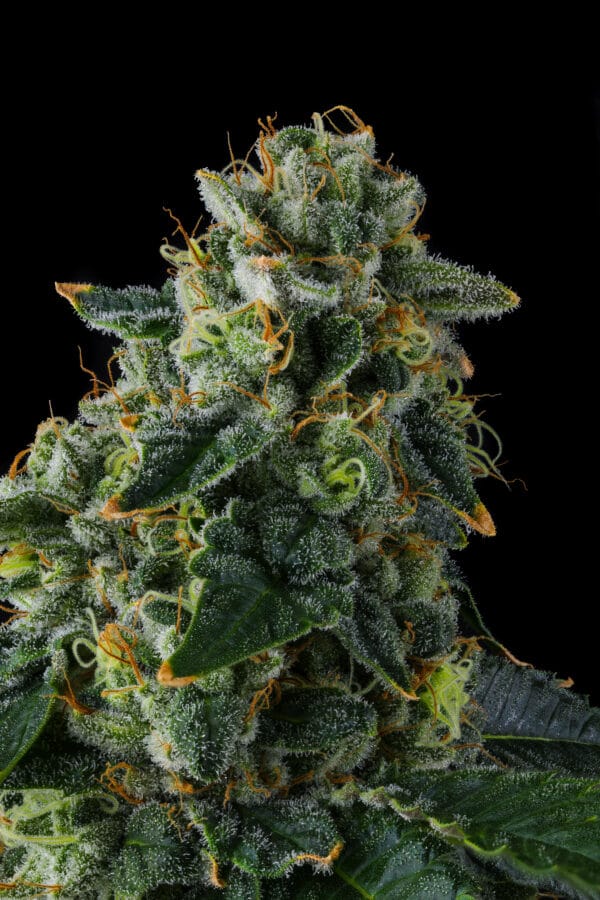 Presidential Pardon Feminizada - Compound Genetics - Imagem 3