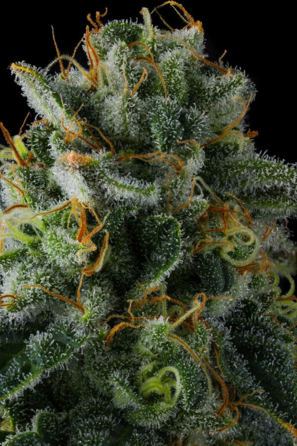 Presidential Pardon Feminizada - Compound Genetics - Imagem 2