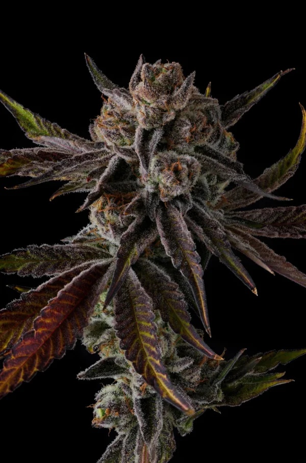 Purple Preserves Feminizada - Compound Genetics - Imagem 3