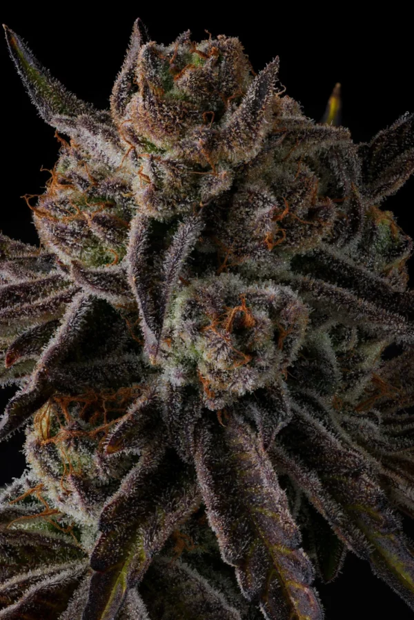 Purple Preserves Feminizada - Compound Genetics - Imagem 2