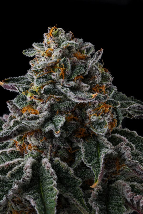 Zupernova Feminizada - Compound Genetics - Imagem 3